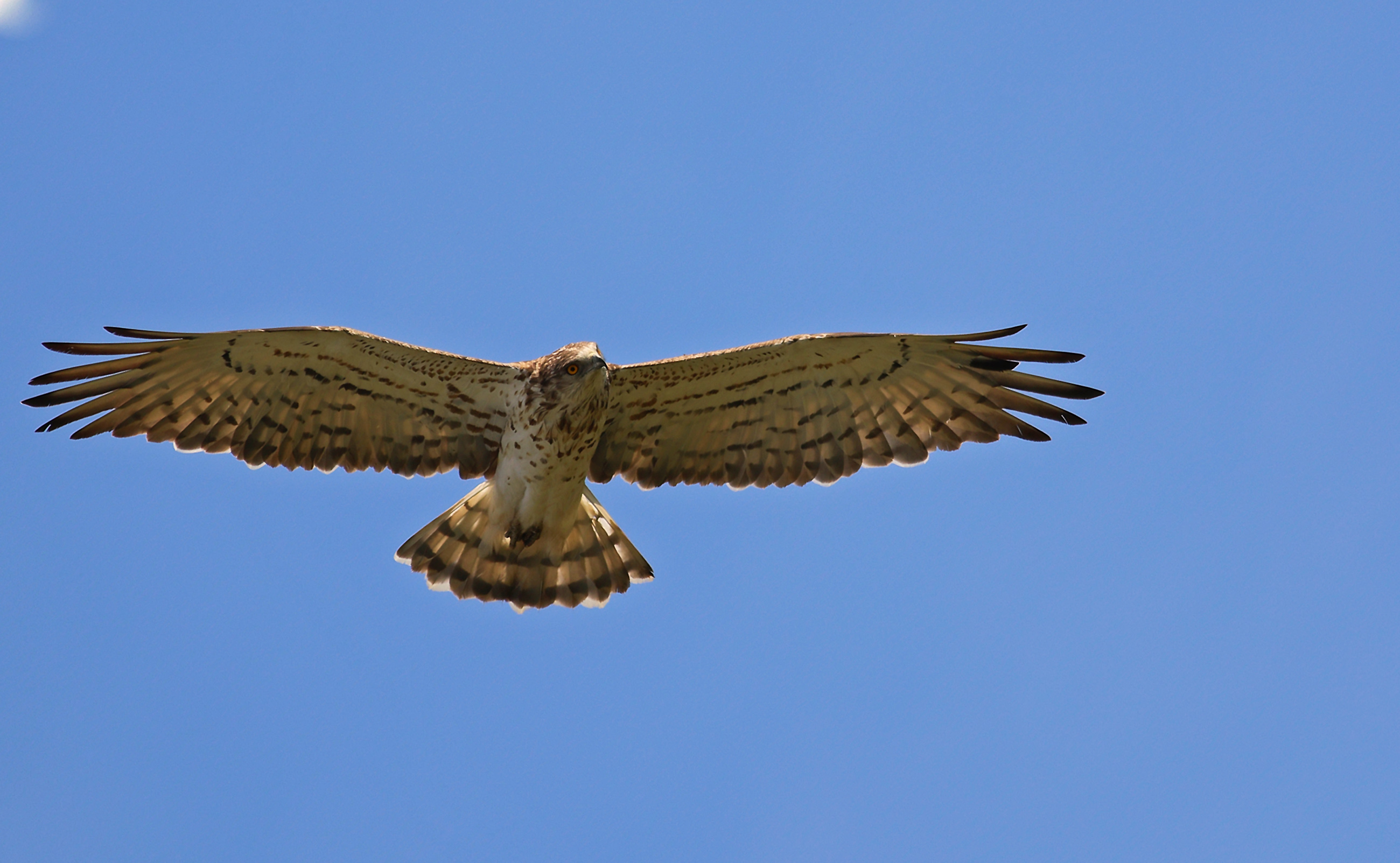 Short-toed Snake-Eagle